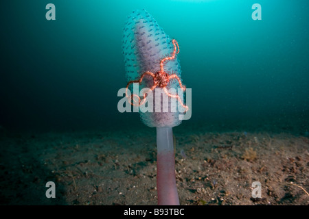 Schlangenstern auf kolonialen tunicate Ophiothrix Spec Neptheis morph blau Komodo Indonesien Stockfoto