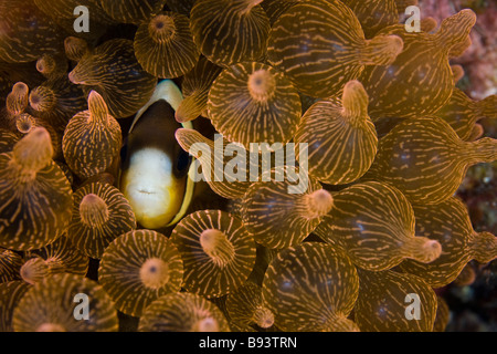 Clarks Anemonenfische in Birne Tentakel Seeanemone Amphiprion Clarkii Entacmaea Quadricolor Komodo Indonesien Stockfoto