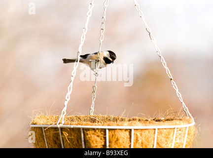 Hängenden Korb & schwarz begrenzt Chickadee Stockfoto