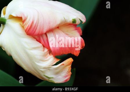 Parkeit Parrot Tulpe Apricot Parrot fotografiert im Garten der Keukenhof in Lisse der Niederlande Stockfoto