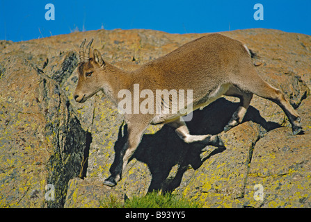 Spanisch, weiblicher Steinbock (Capra Pyrenaica Victoriae) Spanien - IUCN gefährdet - Leben in den Bergregionen der Pyrenäen Stockfoto