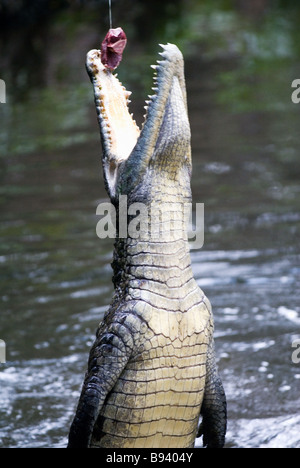 Krokodile im Haller-Park in Mombasa Kenia Stockfoto