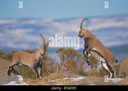 Spanische Steinböcke (Capra Pyrenaica) - Männchen kämpfen während der Brunft - Spanien - IUCN gefährdet Stockfoto