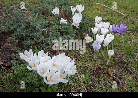 Büschel von kultivierten Krokus weißen Blüten blühen im Frühlingssonnenschein Cotswolds UK Stockfoto