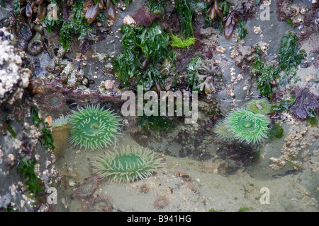 Riesige grüne Seeanemonen (Anthopleura Xanthogrammica) und andere Meeresbewohner auf Felsen bei Ebbe Stockfoto