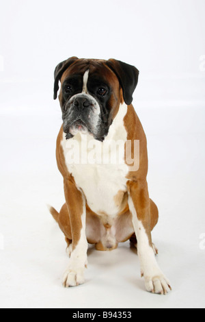 Deutscher Boxer 4 Jahre Stockfoto