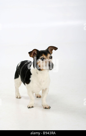 Jack Russell Terrier Tricolor 13 Jahre alten blinden behinderten Stockfoto