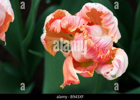 Parkeit Parrot Tulpe Apricot Parrot fotografiert im Garten der Keukenhof in Lisse der Niederlande Stockfoto