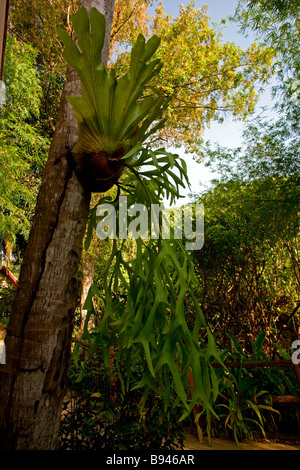 Ao Nang: Tropical Garden Resort: Farn Stockfoto