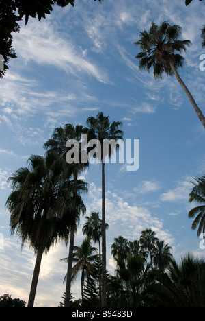 Bäume im Altstädter Ring an Cosala, Bundesstaat Sinaloa, Mexiko. Stockfoto