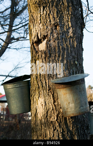 Traditionelle SAP-Eimer hängen ein Ahornbaum für Ahorn sugaring im Frühjahr in Neu-England. Stockfoto
