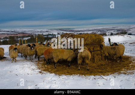 Schaf Essen Heu in einer Schneelandschaft in der Nähe von Goathland, North Yorkshire Stockfoto