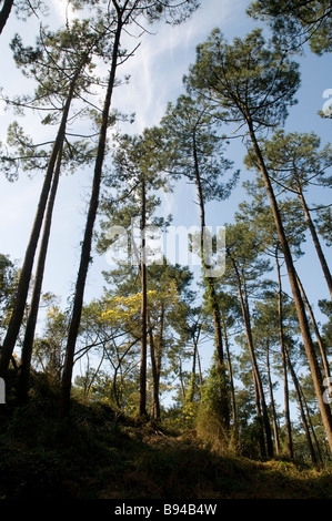 Februar 2009 den Beginn des Frühlings in Südfrankreich: Mimosa in voller Blüte Stockfoto