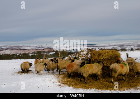 Schaf Essen Heu in einer Schneelandschaft in der Nähe von Goathland, North Yorkshire Stockfoto