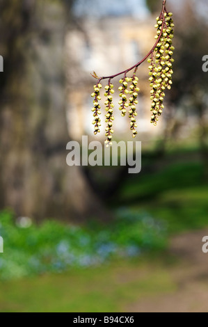 Stachyurus Chinensis. Chinesische Stachyurus Pflanze im zeitigen Frühjahr. UK Stockfoto