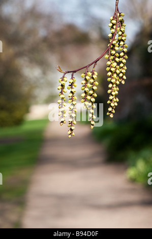 Stachyurus Chinensis. Chinesische Stachyurus Pflanze im zeitigen Frühjahr. UK Stockfoto