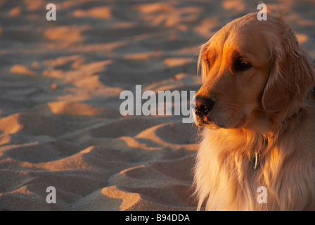 Golden Retriever am Strand bei Sonnenuntergang, First Encounter Beach, Eastham, Cape Cod, Massachusetts, USA Stockfoto