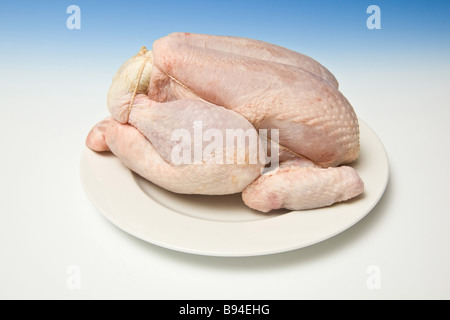 Ganze rohe Huhn mit einer abgestuften blauen Studio-Hintergrund Stockfoto