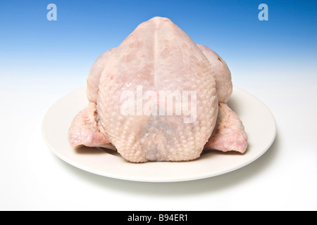 Ganze rohe Huhn mit einer abgestuften blauen Studio-Hintergrund Stockfoto