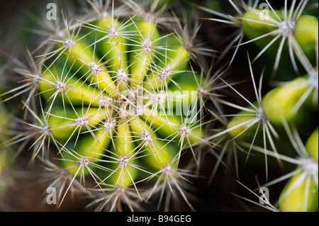 Echinopsis Calochlora, Kaktus-Muster Stockfoto