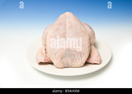 Ganze rohe Huhn mit einer abgestuften blauen Studio-Hintergrund Stockfoto