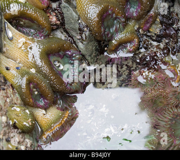 Seeanemonen und andere Meeresbewohner auf Felsen bei Ebbe Stockfoto