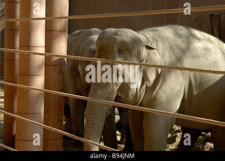 ELEFANTEN IN GEFANGENSCHAFT Stockfoto