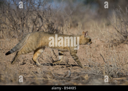 Afrikanische Wildkatze Felis Silvestris Lybica Kgalagadi Transfrontier Park in Südafrika Stockfoto