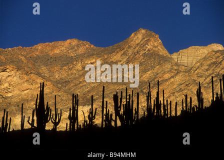 Kaktuswald am späten Nachmittag goldene Stunde in der Nähe von Velinga, Cotahuasi Canyon, Peru Stockfoto