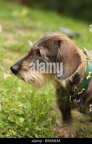 Dackel-Site-Ansicht Stockfoto