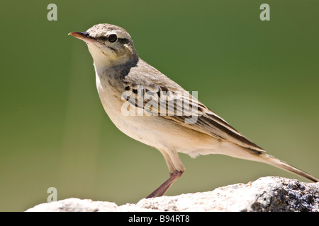 Tawny Pieper Stockfoto