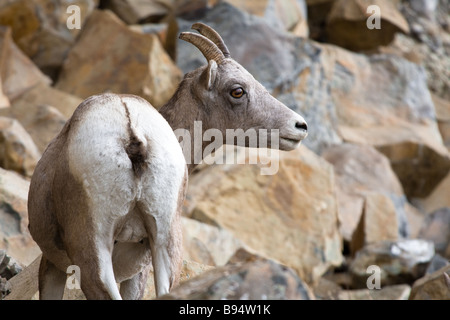 Große gehörnte Schafe im Yellowstone National Park in Wyoming USA Stockfoto