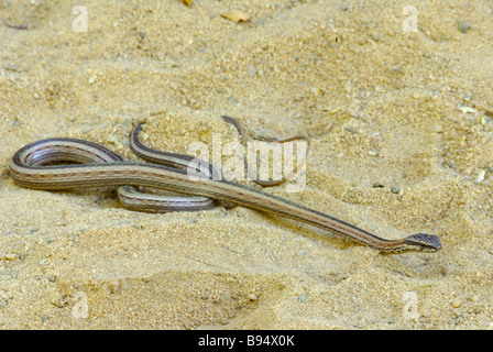 Young gemeinsamen Big-eyed Snake (Mimophis Mahfalensis) auf der sandigen Strecke in Anjajavy, Madagaskar. Stockfoto