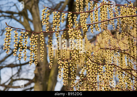 Stachyurus Chinensis. Chinesische Stachyurus Pflanze im zeitigen Frühjahr. UK Stockfoto