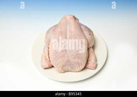 Ganze rohe Huhn mit einer abgestuften blauen Studio-Hintergrund Stockfoto