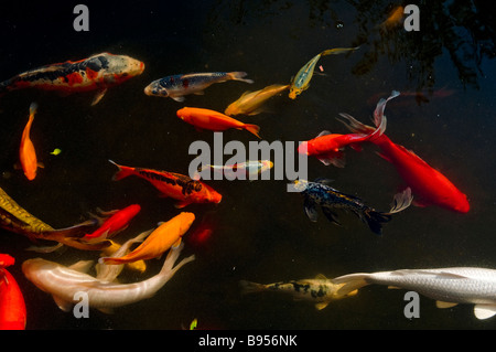 Eine lebendige Sammlung von Koi-Karpfen Cyprinus rubrofuscus und Goldfischsorten, die in einem Teich schwimmen Stockfoto