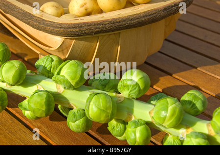 Nahaufnahme der frisch geernteten brüsseler Sprosse an einem Stielchen und Kartoffeln in einer Holztrasse Stockfoto