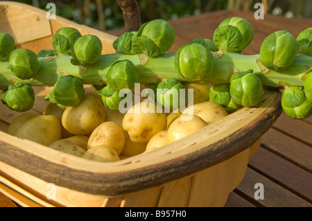 Nahaufnahme von frisch geernteten rosenkohl-Sprossen auf einem Stiel und Kartoffeln in einem hölzernen Tragen Stockfoto