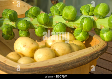 Nahaufnahme von frisch geernteten brusselsprossen an einem Halm und Kartoffeln in einer Holztruge Stockfoto