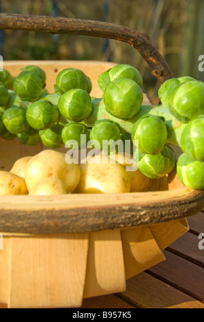 Nahaufnahme von frisch geernteten brusselsprossen an einem Halm und Kartoffeln in einer Holztruge Stockfoto