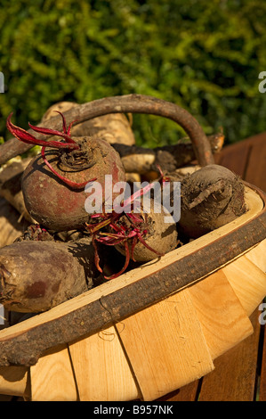 Frisch gepflücktes Rote-Bete-Gemüse aus dem Garten in trug Nahaufnahme Stockfoto