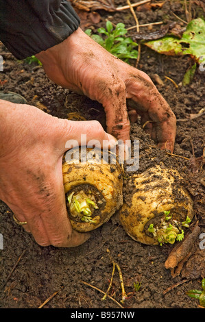 Nahaufnahme eines Mannes, der frisch gegrabenes Pastinaken-Wurzelgemüse im Gemüsegarten aufnimmt England Großbritannien Großbritannien Großbritannien Großbritannien Großbritannien Großbritannien Stockfoto