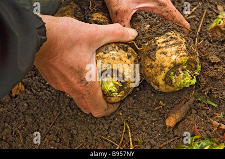 Nahaufnahme eines Mannes, der frisch gegrabenes Pastinaken-Wurzelgemüse im Gemüsegarten aufnimmt England Großbritannien Großbritannien Großbritannien Großbritannien Großbritannien Großbritannien Stockfoto