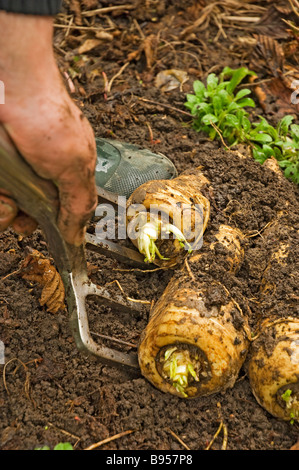 Nahaufnahme von Mann Gärtner, der Pastinaken ausgräbt Wurzelgemüse Gemüse im Garten England Großbritannien Großbritannien Großbritannien Großbritannien Stockfoto