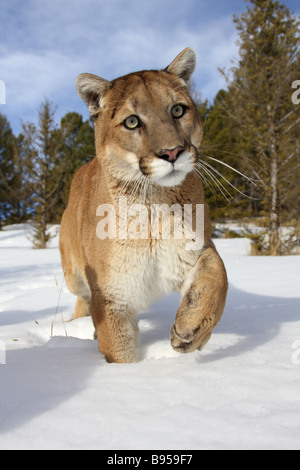 Puma, Puma, im Schnee Stockfoto