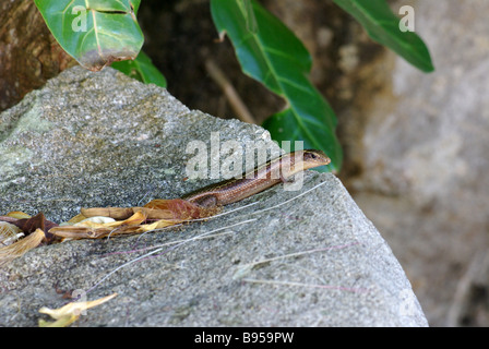 Madagaskar geringelt Eidechse (Zonosaurus Madagascariensis Madagascariensis) auf Felsen in Nosy Komba, Madagaskar. Stockfoto