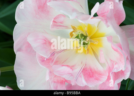 Parkeit Parrot Tulpe Angélique fotografiert im Garten der Keukenhof in Lisse der Niederlande Stockfoto