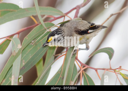 Gekerbten Tasmanpanthervogel "Pardalotus Striatus" Stockfoto