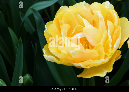 Dubbele spät Tulipa charmante Dame fotografiert im Garten der Keukenhof in Lisse der Niederlande Stockfoto