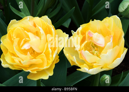 Dubbele spät Tulipa charmante Dame fotografiert im Garten der Keukenhof in Lisse der Niederlande Stockfoto